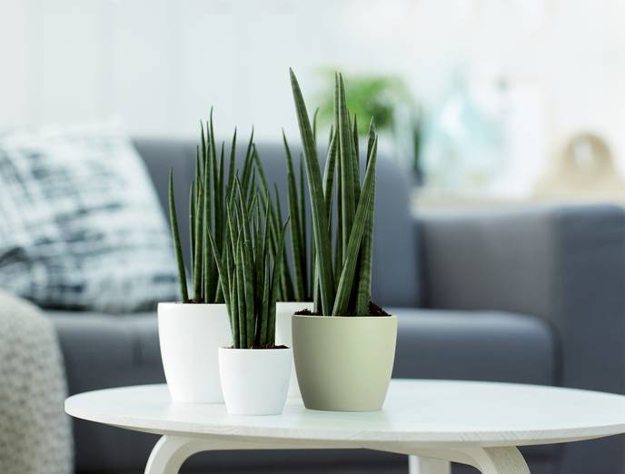 brussels rond 16cm sorbet groen